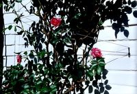 Apoyo para Enredaderas  - con la tcnica de