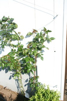 Apoyo para Enredaderas  - con la tcnica de #30