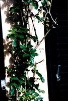 Apoyo para Enredaderas  - con la tcnica de #7