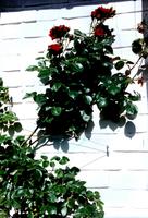 Apoyo para Enredaderas  - con la tcnica de #8