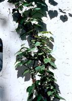 Bild #11 zu Sonnenschutz, Sichtschutz, Windschutz - Planungshilfen